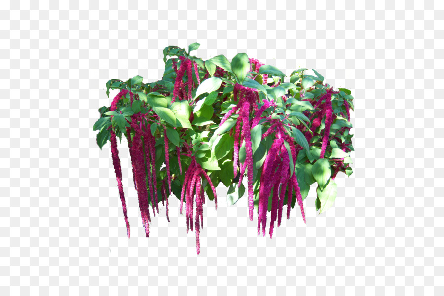 Magenta，Fuchsia PNG