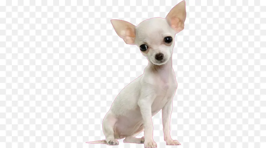 Chihuahua，Animal De Compagnie PNG