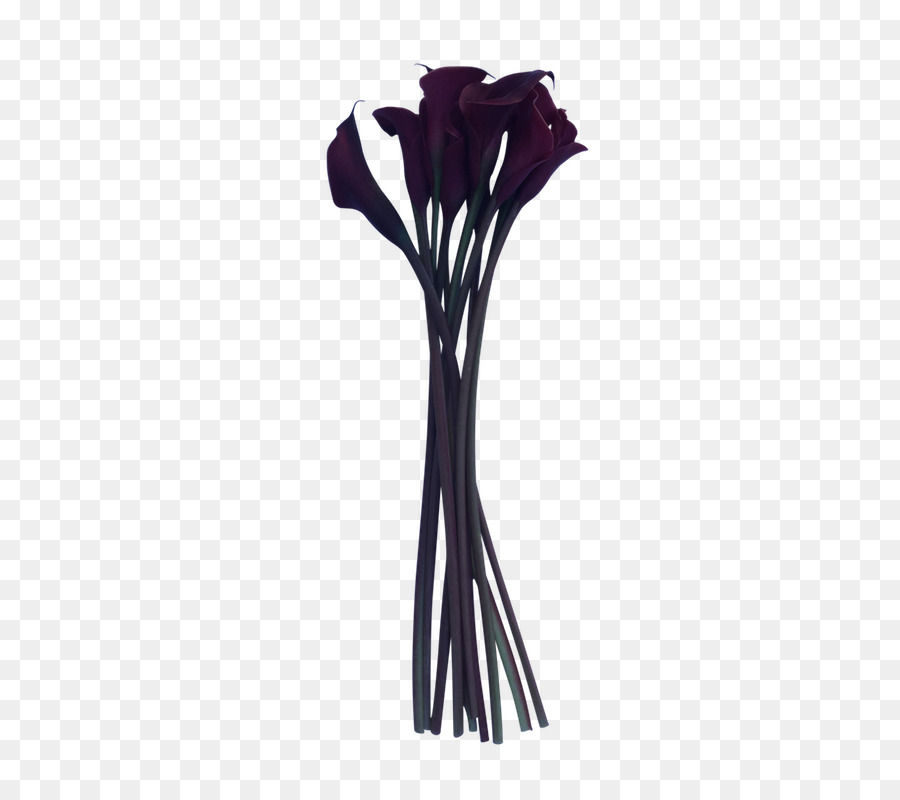 Fleurs，Lily Calla PNG