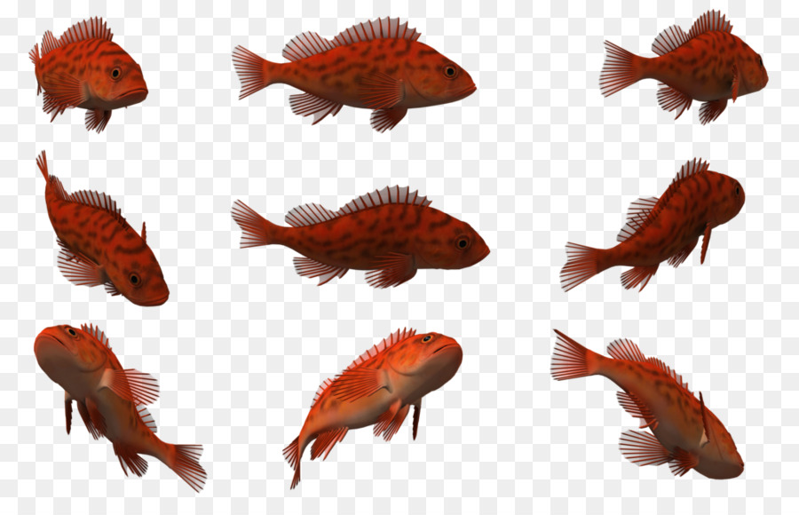 Le Graphisme 3d Sur Ordinateur，Les Poissons PNG