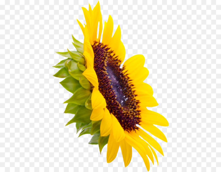 Tournesol，Jaune PNG