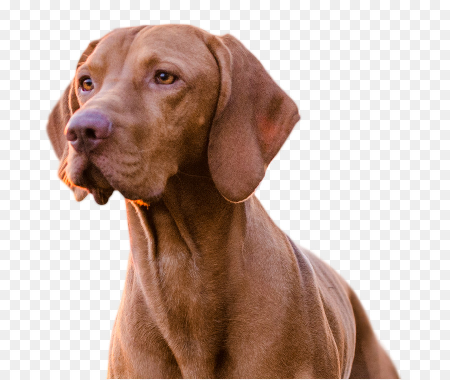 Chien，Animal De Compagnie PNG