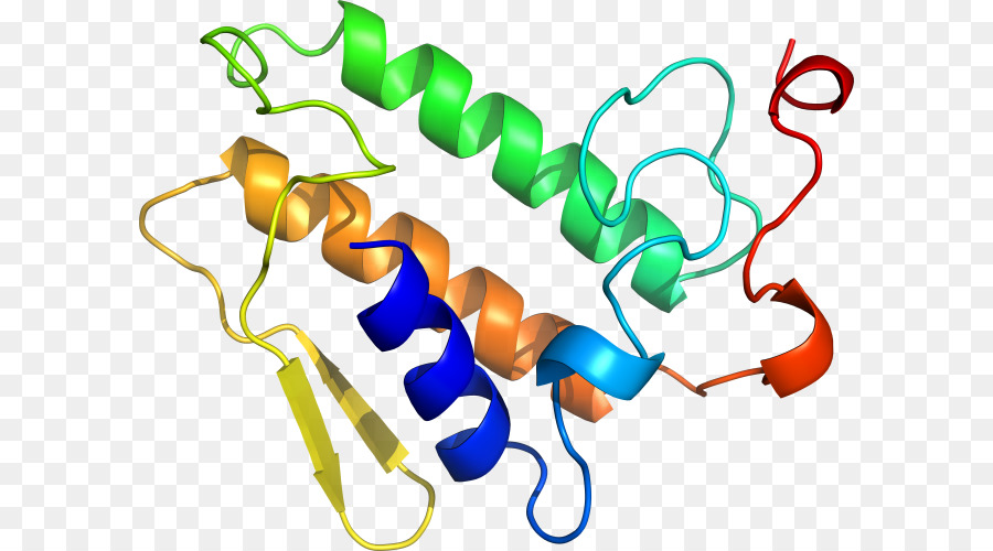 Structure Des Protéines，Biologie PNG