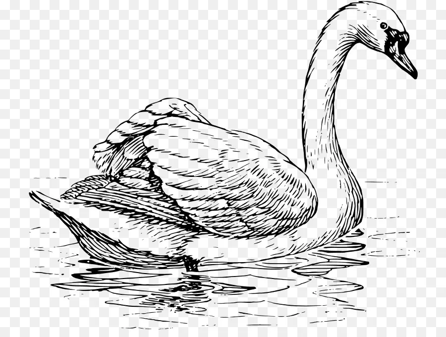 Cygne，Eau PNG