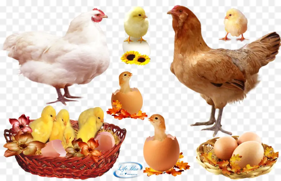 Poulet Et Poussins，Poule PNG