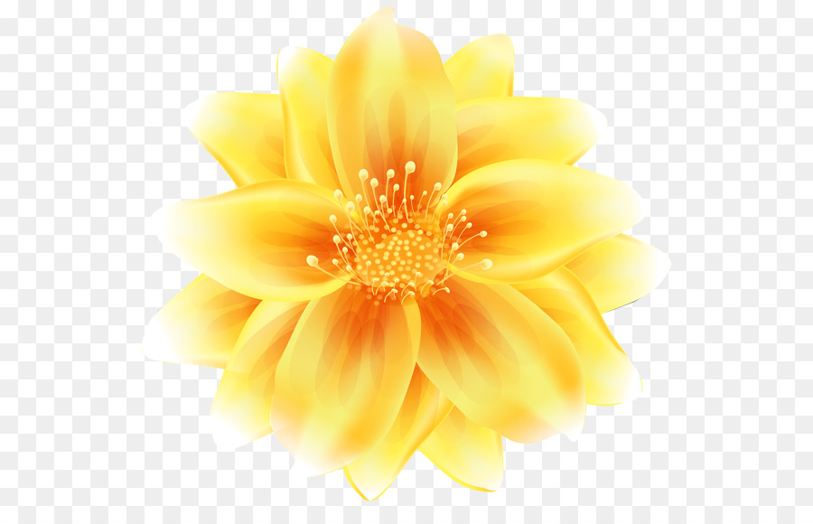 Fleur Jaune，Fleurir PNG