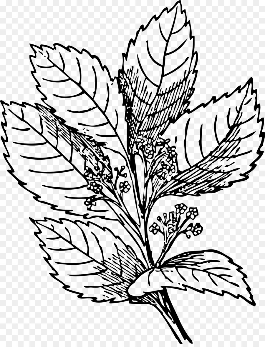 Dessin De Plante，Botanique PNG