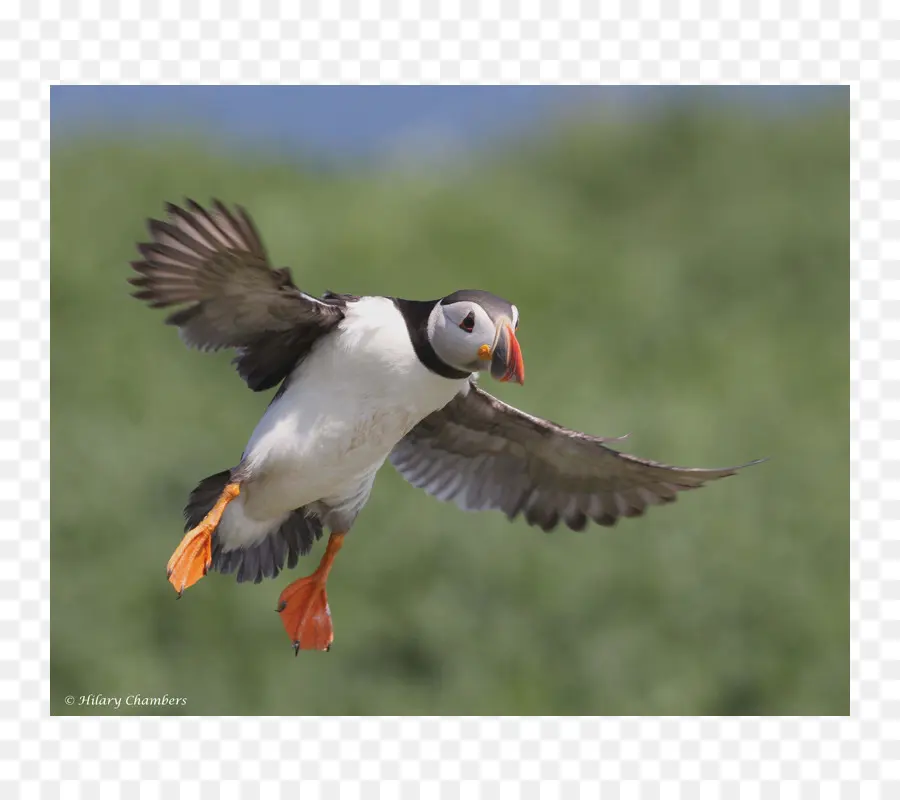 Macareux Volant，Ailes PNG