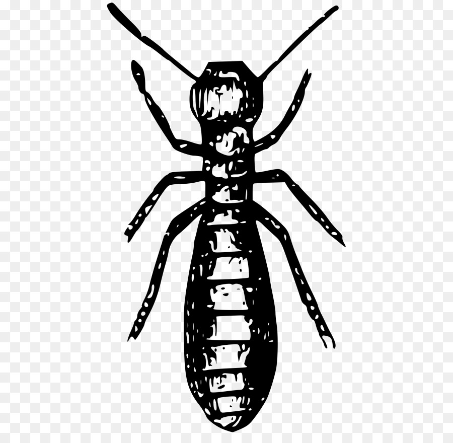 Termite Noire，Termite PNG