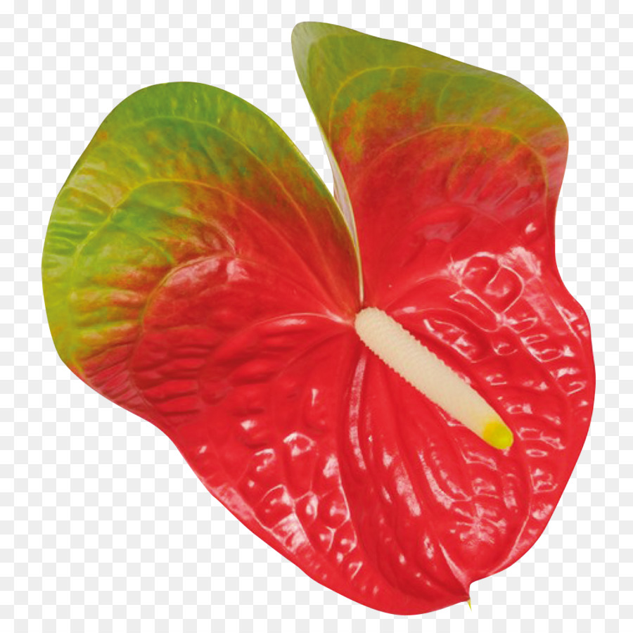 Fleur Rouge Et Verte，Anthurium PNG