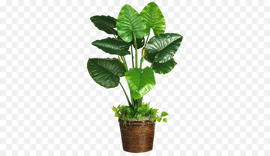 Plante，La Floraison De La Plante PNG