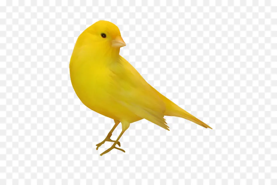 Oiseau Jaune，Canari PNG