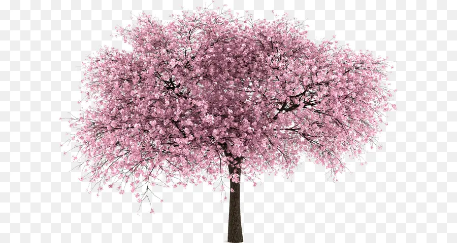 Arbre En Fleurs，Fleurs PNG