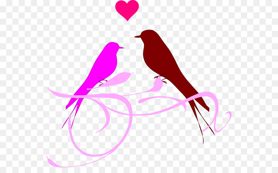 Oiseaux，Amour PNG