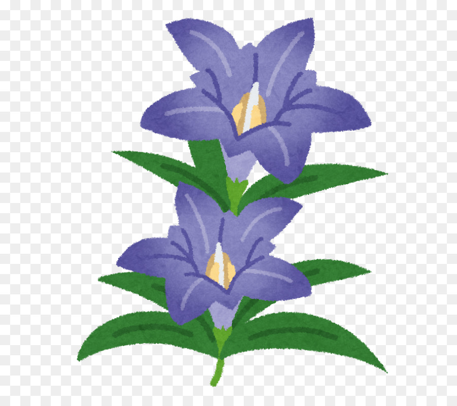 Gentiana Scabra，Fleur PNG