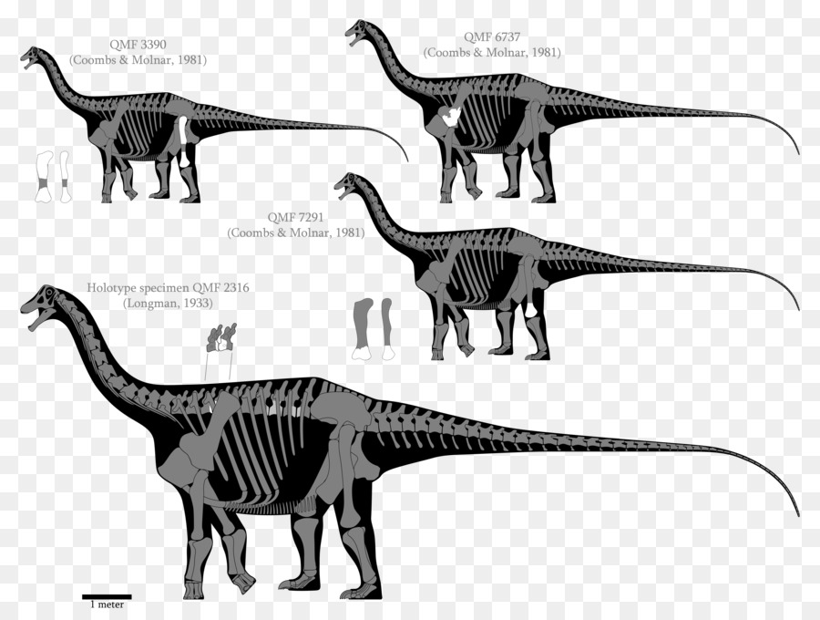 Austrosaurus，Dinheirosaurus PNG