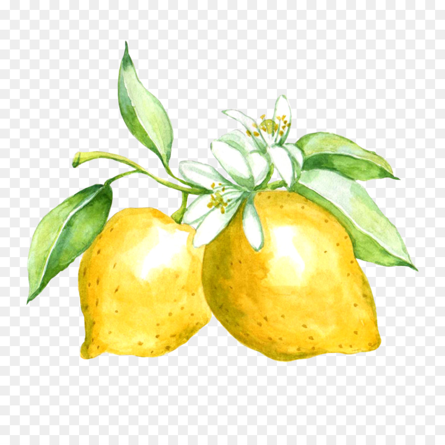 Citrons，Feuilles PNG