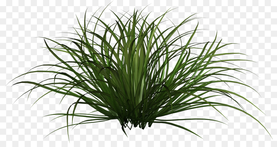 Herbe Verte，Feuillage PNG