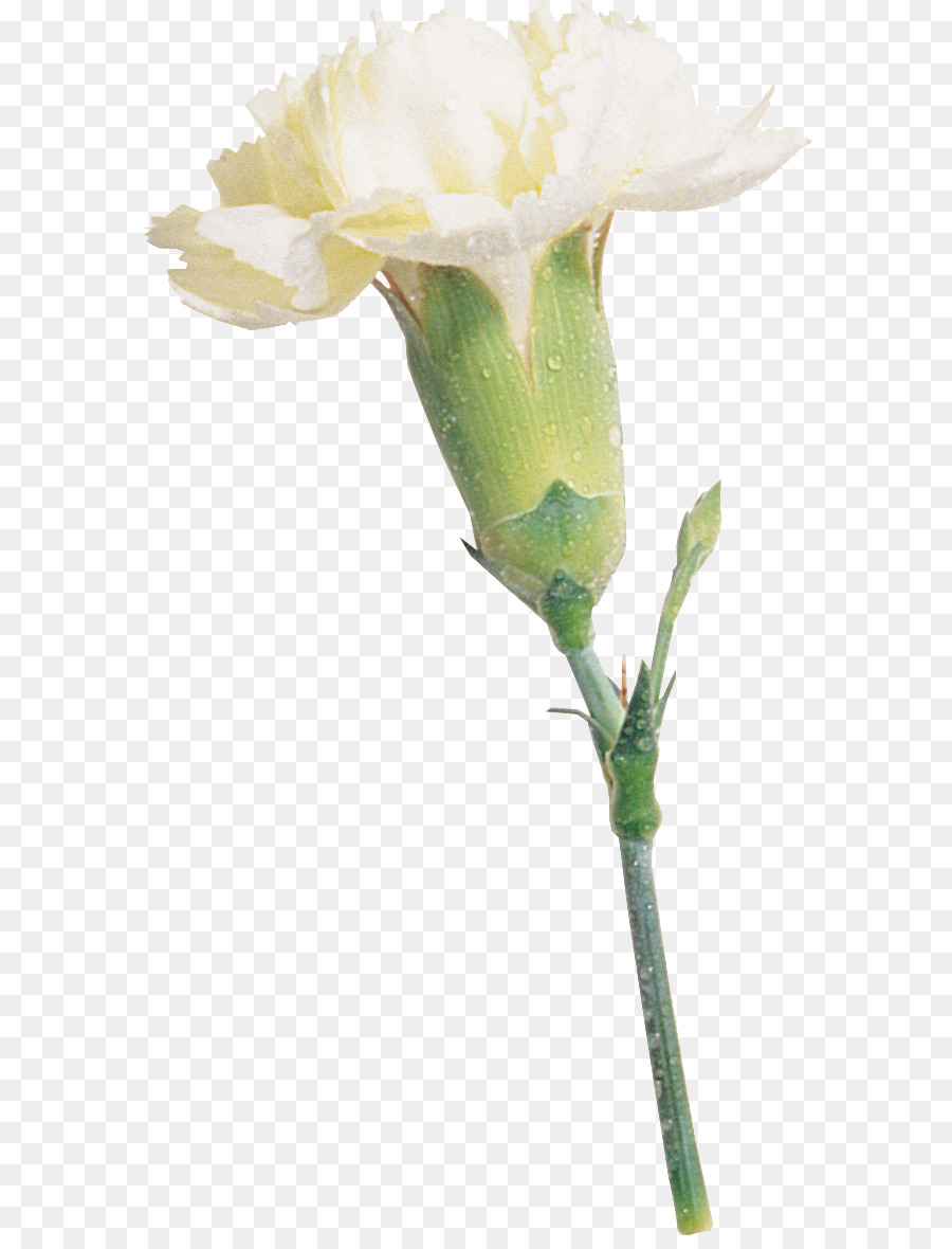 Rose，Oeillet PNG