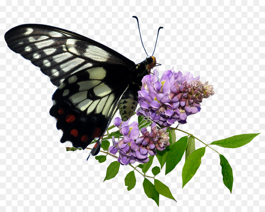 Papillon Monarque，Papillon PNG