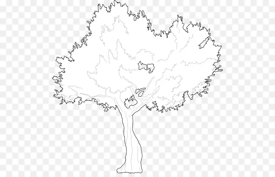 Aperçu De L'arbre，Contour PNG