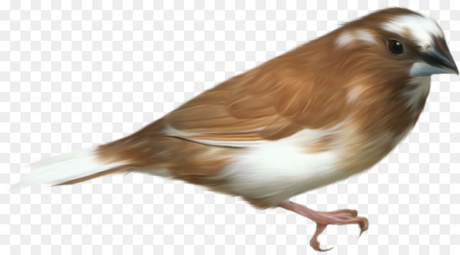 Oiseau，La Société Finch PNG
