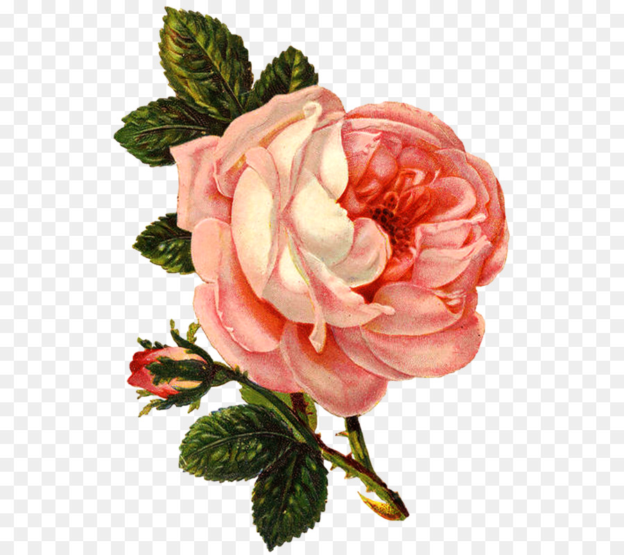 Rose Rose，Feuilles Vertes PNG