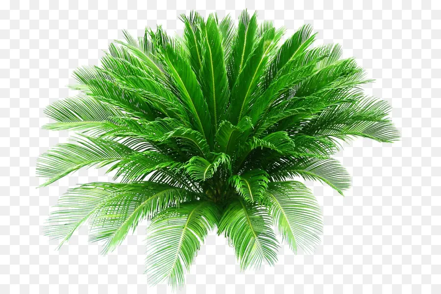Sago Palm，Pyle Pygmy Palme PNG