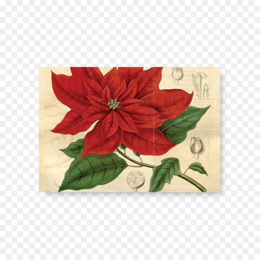 Poinsettia，Les Euphorbes PNG