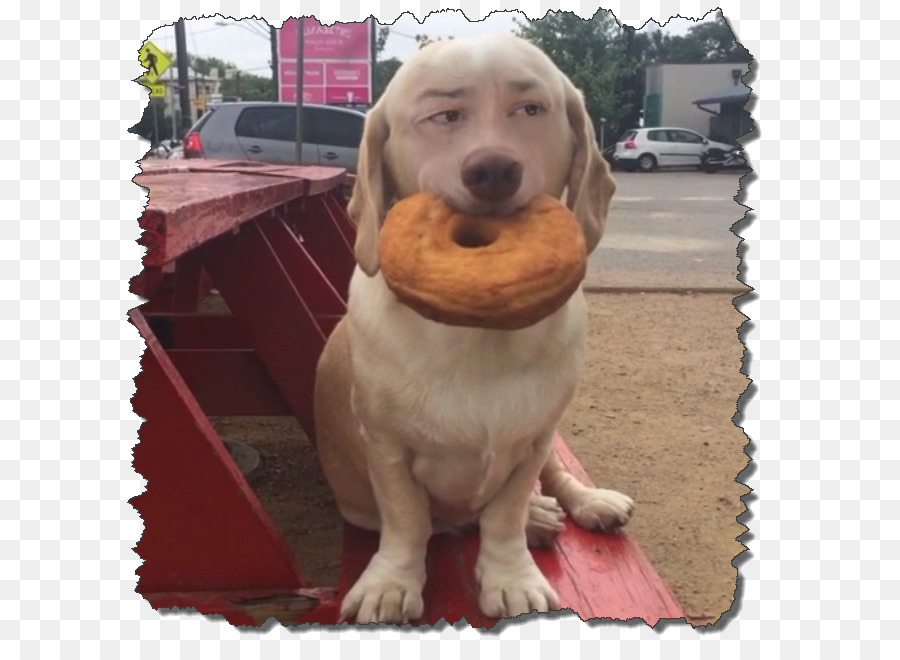 Chien，Hot Dog PNG