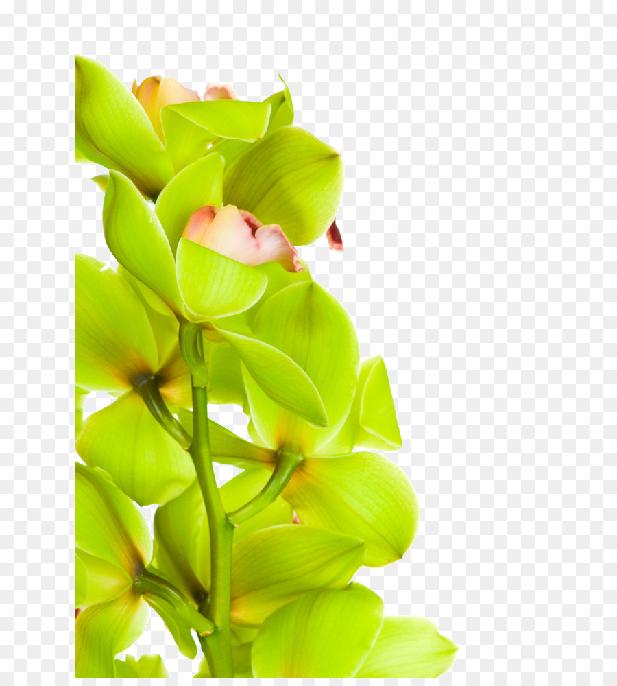 Les Orchidées，Teigne Des Orchidées PNG