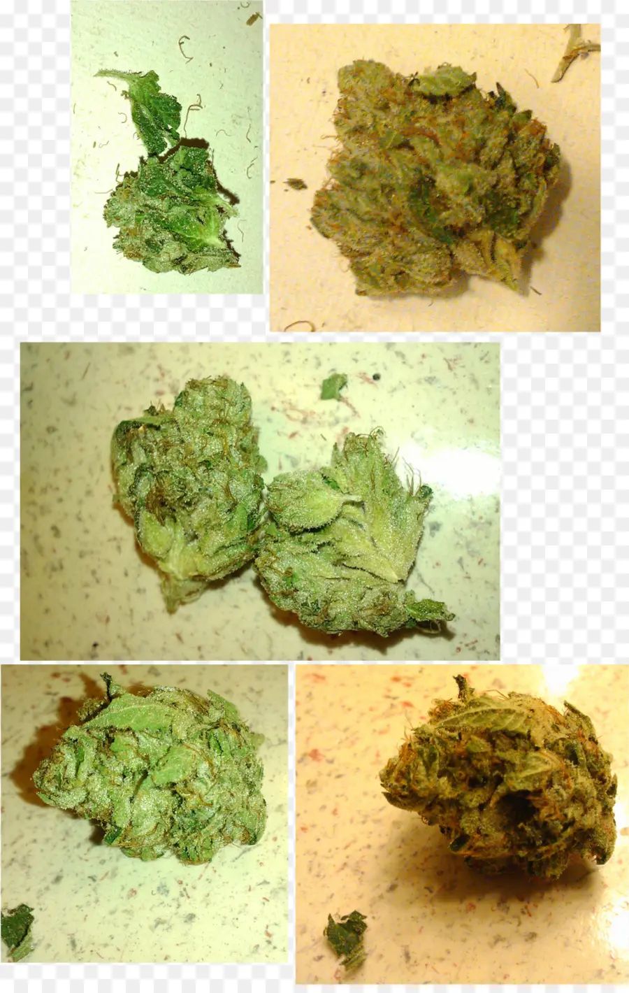 Kush，Le Cannabis Médical PNG