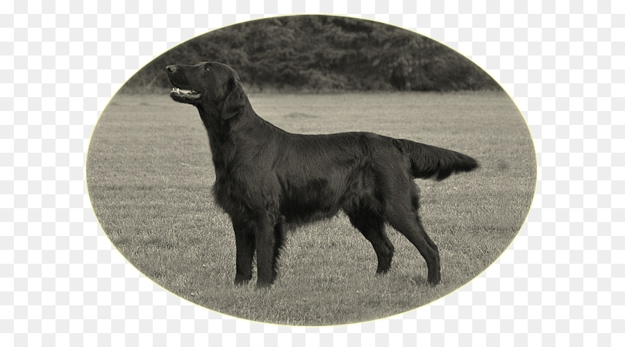 Flatcoated Retriever，Le Labrador Retriever PNG