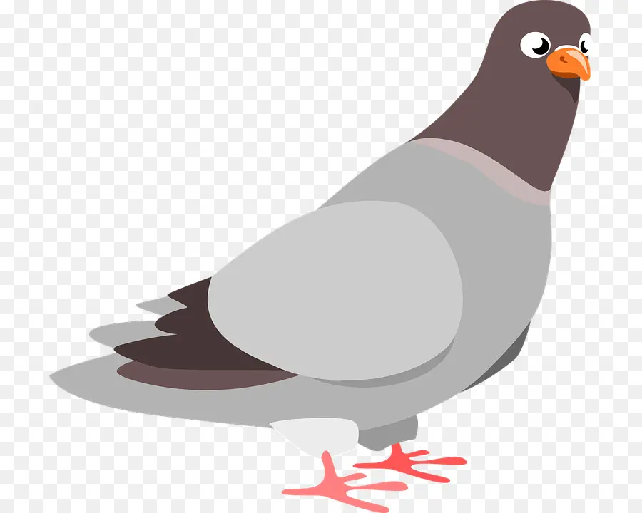 Columbidae，Pigeon Domestique PNG