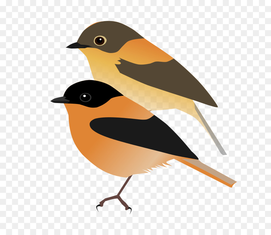 Petit Oiseau，Plumes PNG