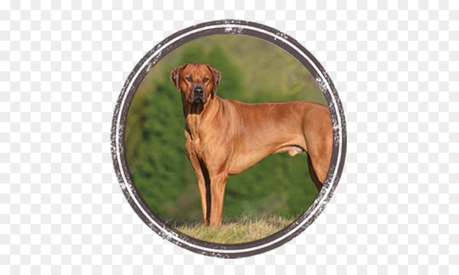 Race De Chien，Rhodésien Ridgeback PNG