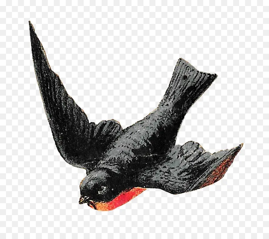 Oiseau Noir，Vol PNG