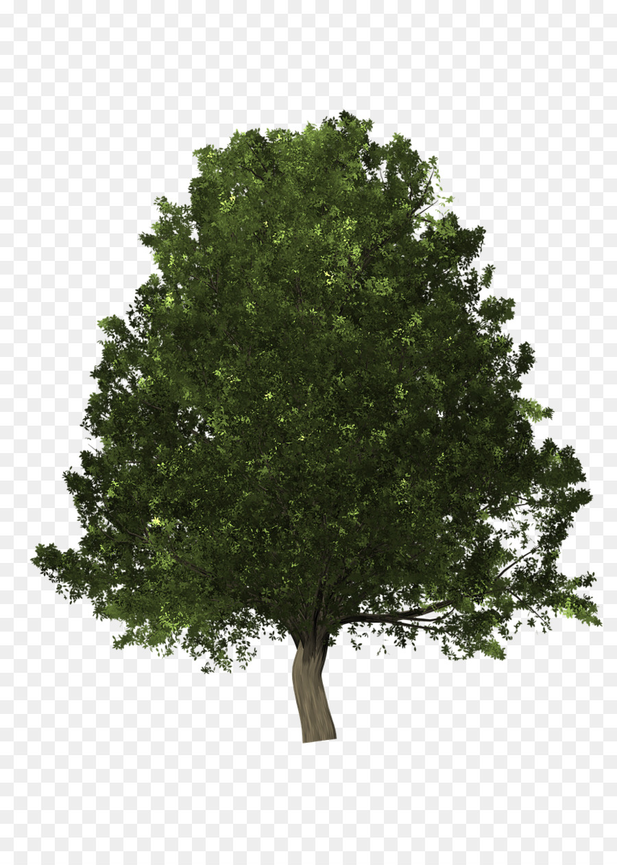 Arbre Vert，Usine PNG