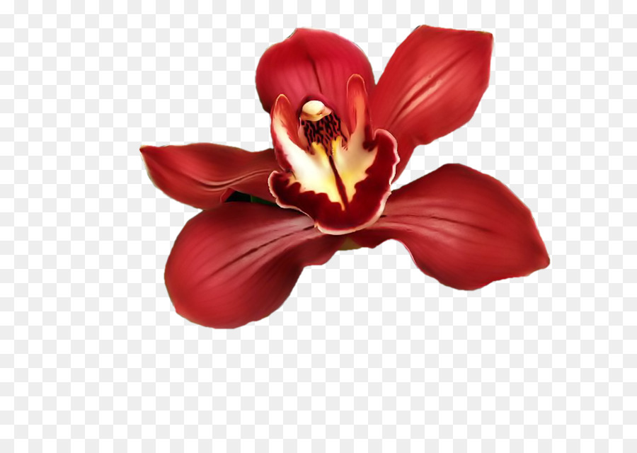 Orchidée Rouge，Usine PNG