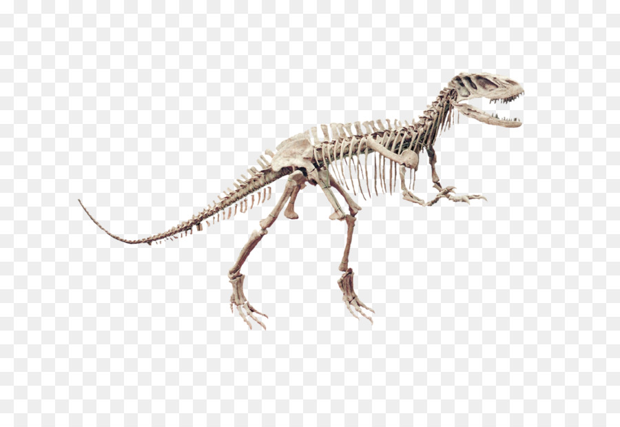 Squelette De Dinosaure，Préhistorique PNG