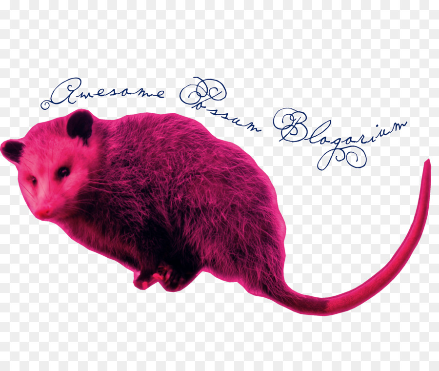 Gerbe，Rat PNG