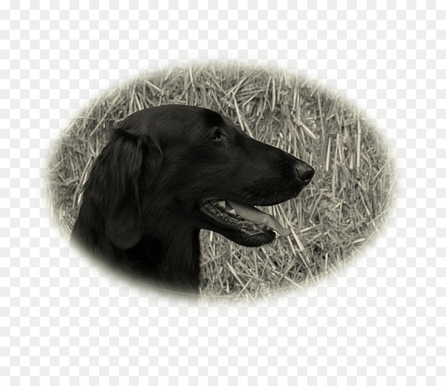 Flatcoated Retriever，Le Labrador Retriever PNG