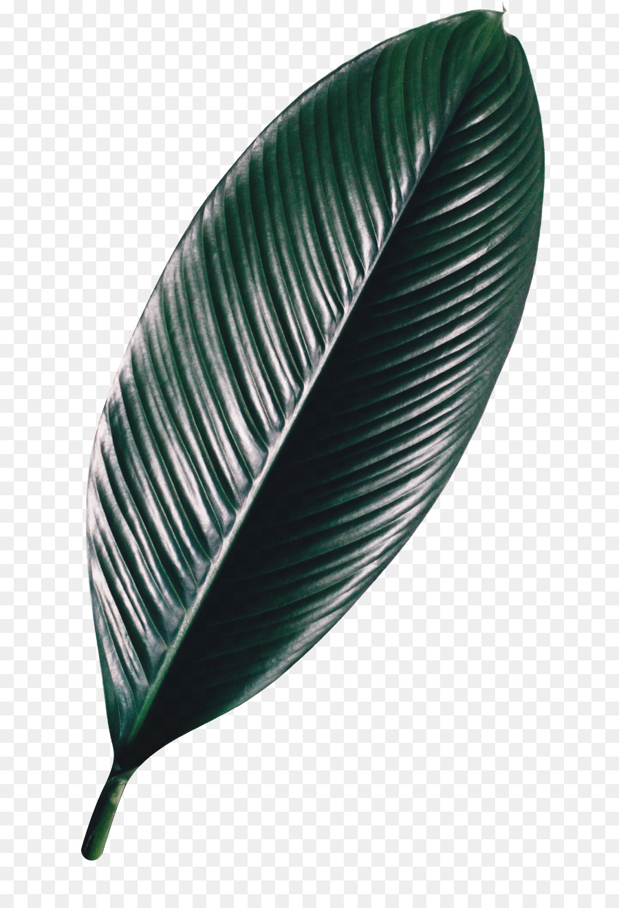 Feuille， PNG