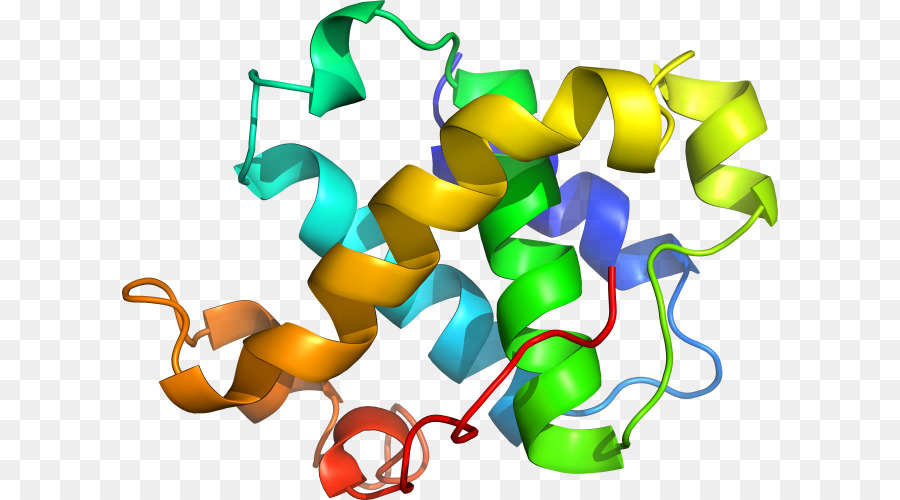 Structure Des Protéines，Biologie PNG