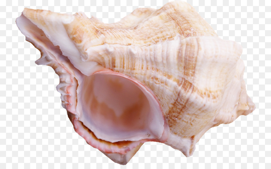 Coquille De Conque，Coquillage PNG