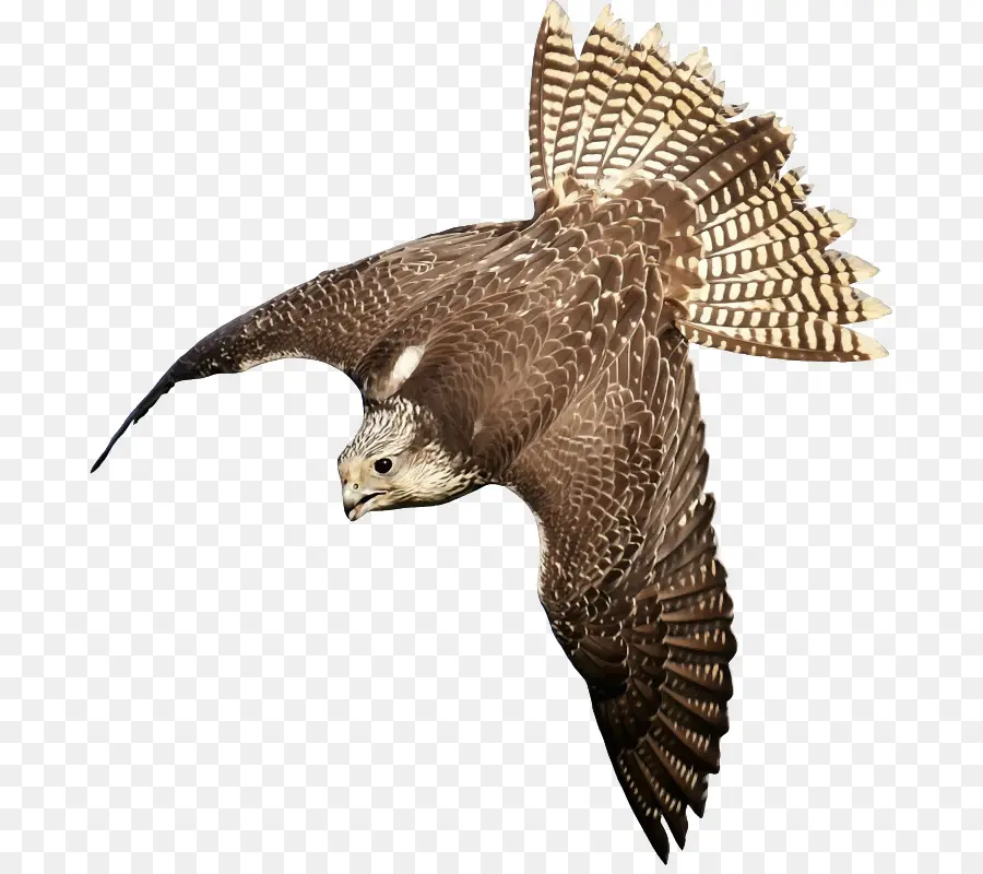 Aigle En Vol，Ailes PNG