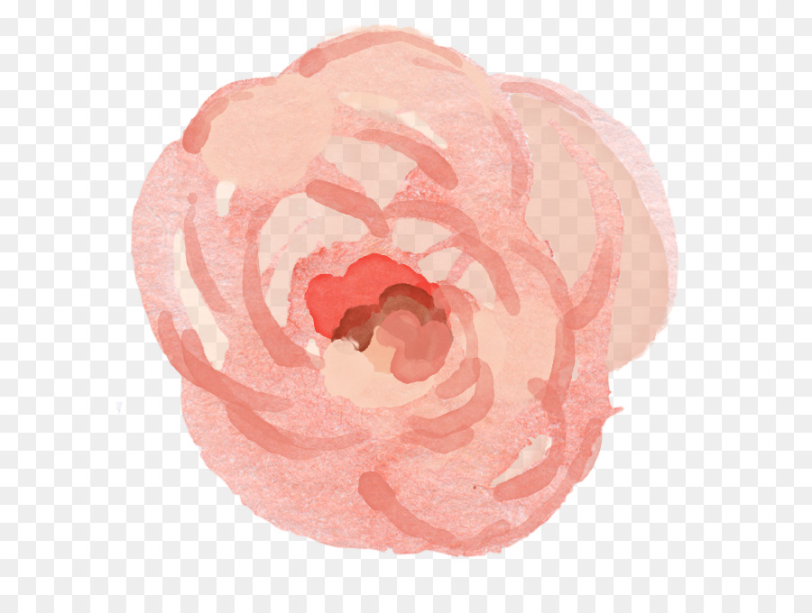 Rose，Floraison PNG