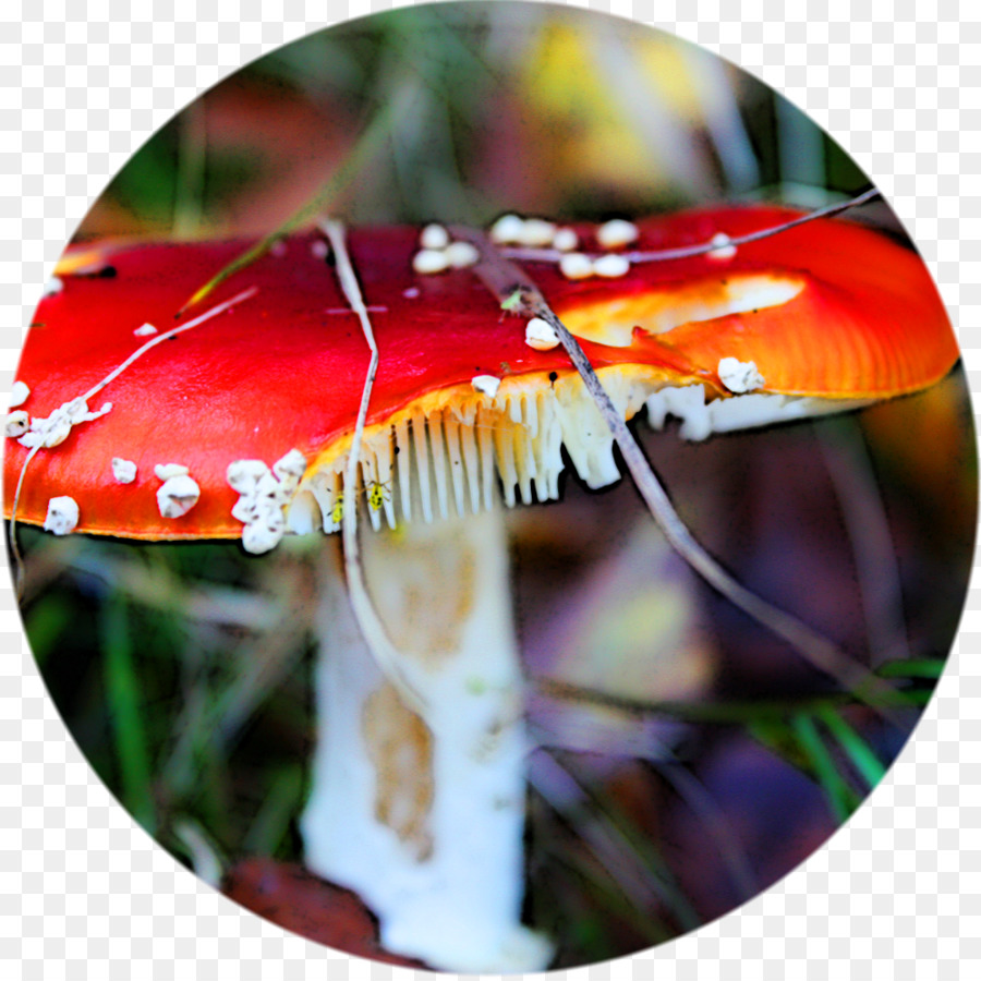 Champignons，Agaric PNG