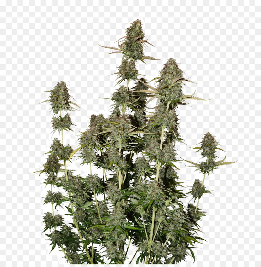 Plante De Cannabis，Marijuana PNG