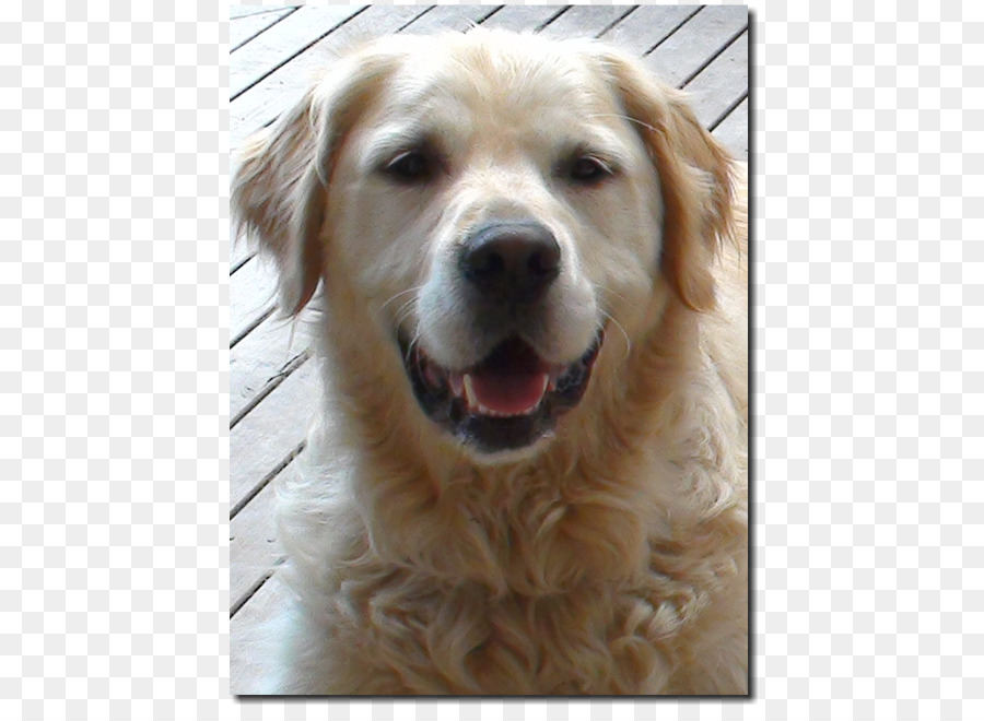 Golden Retriever，Race De Chien PNG